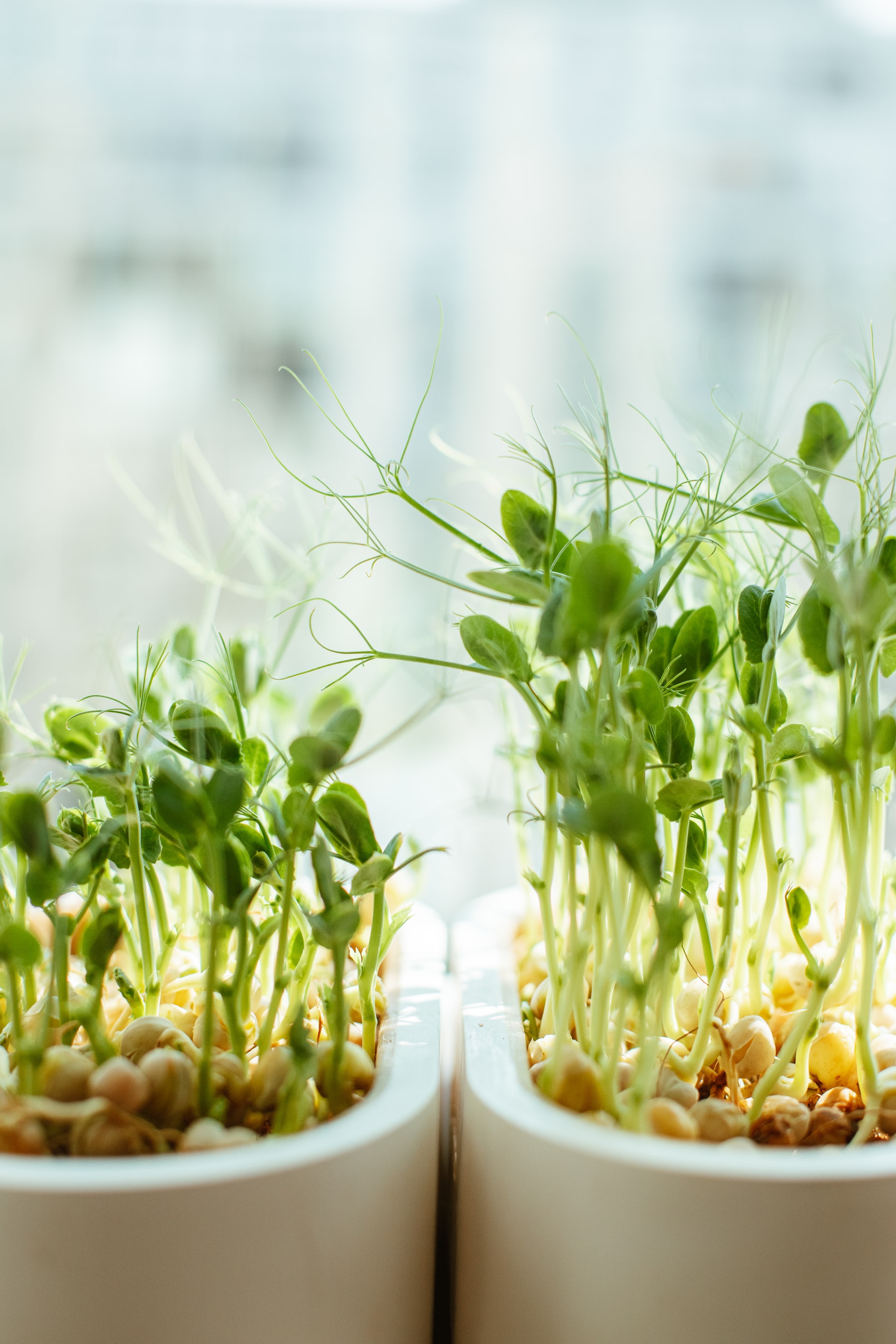 Microgreens, Superfood für zu Hause