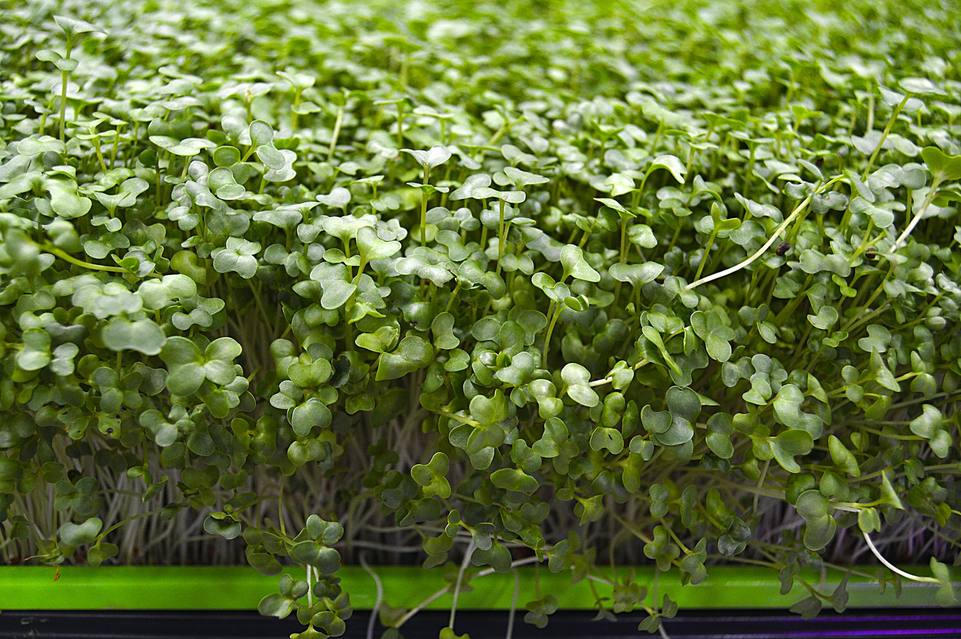 Microgreens, Anzucht zu Hause