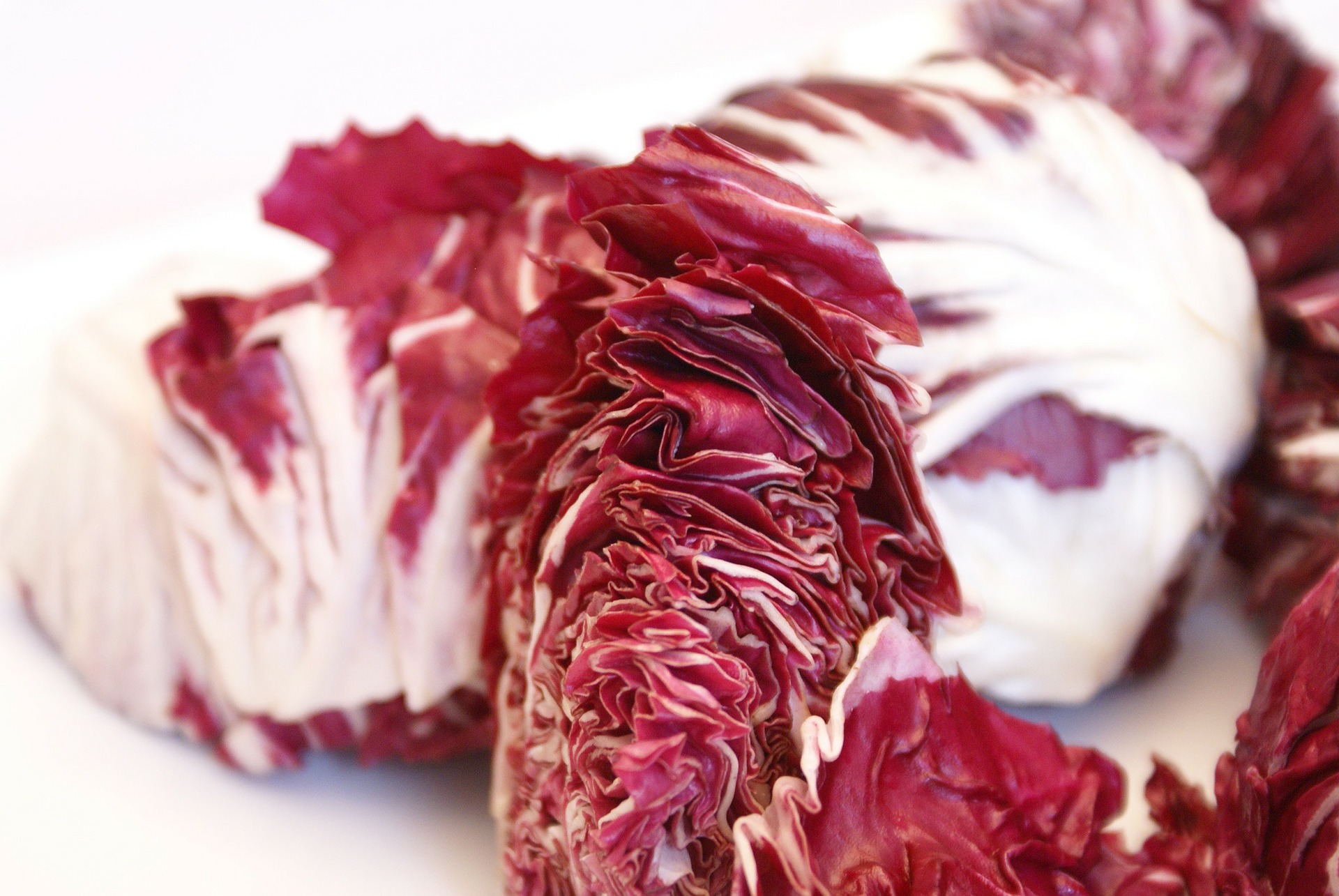 Radicchio für die Fensterbank