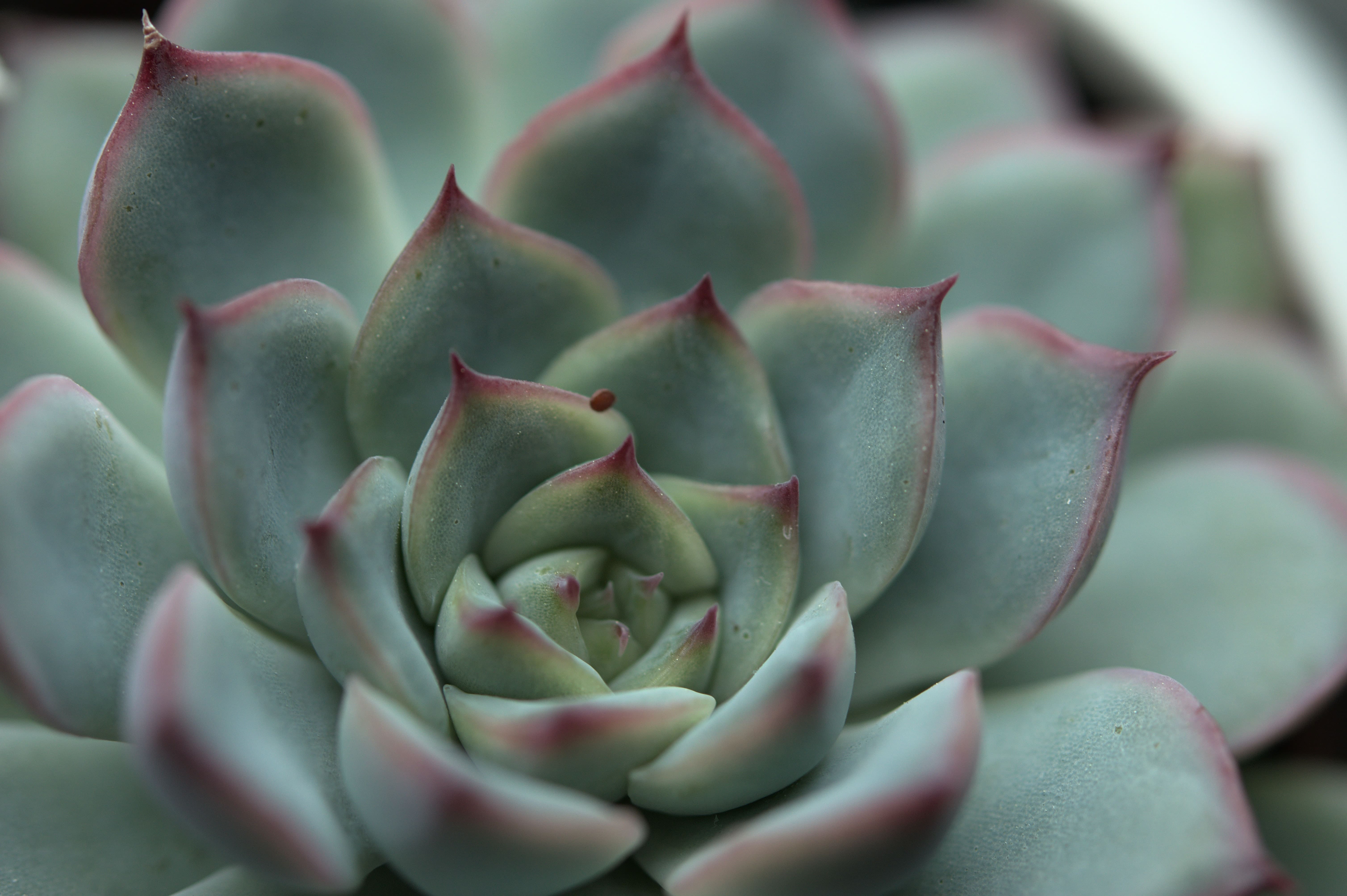 Sempervivum im Blumenkasten auf der Fensterbank