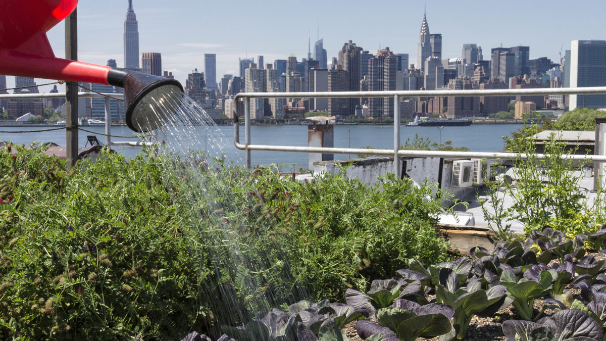 urban gardening makes cities liveable and green